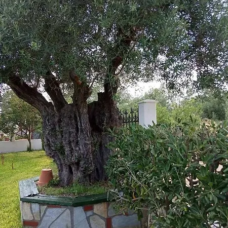 Olive Tree * Néa Potídea