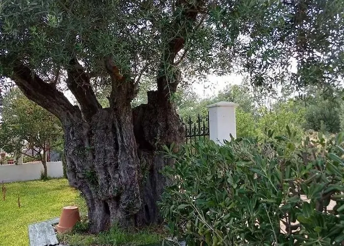 Olive Tree * Неа-Потидеа